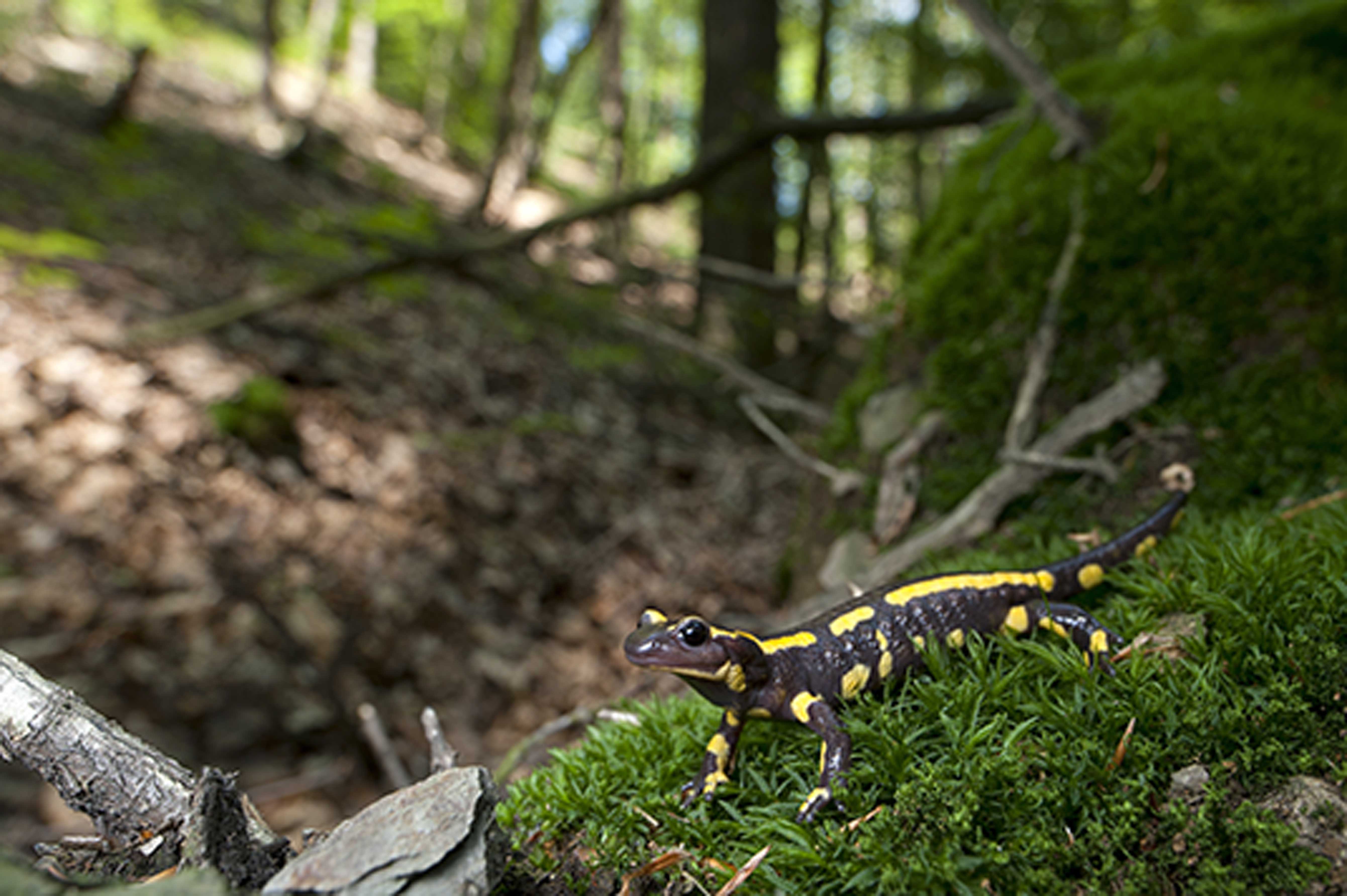 Salamandre dans la forêt