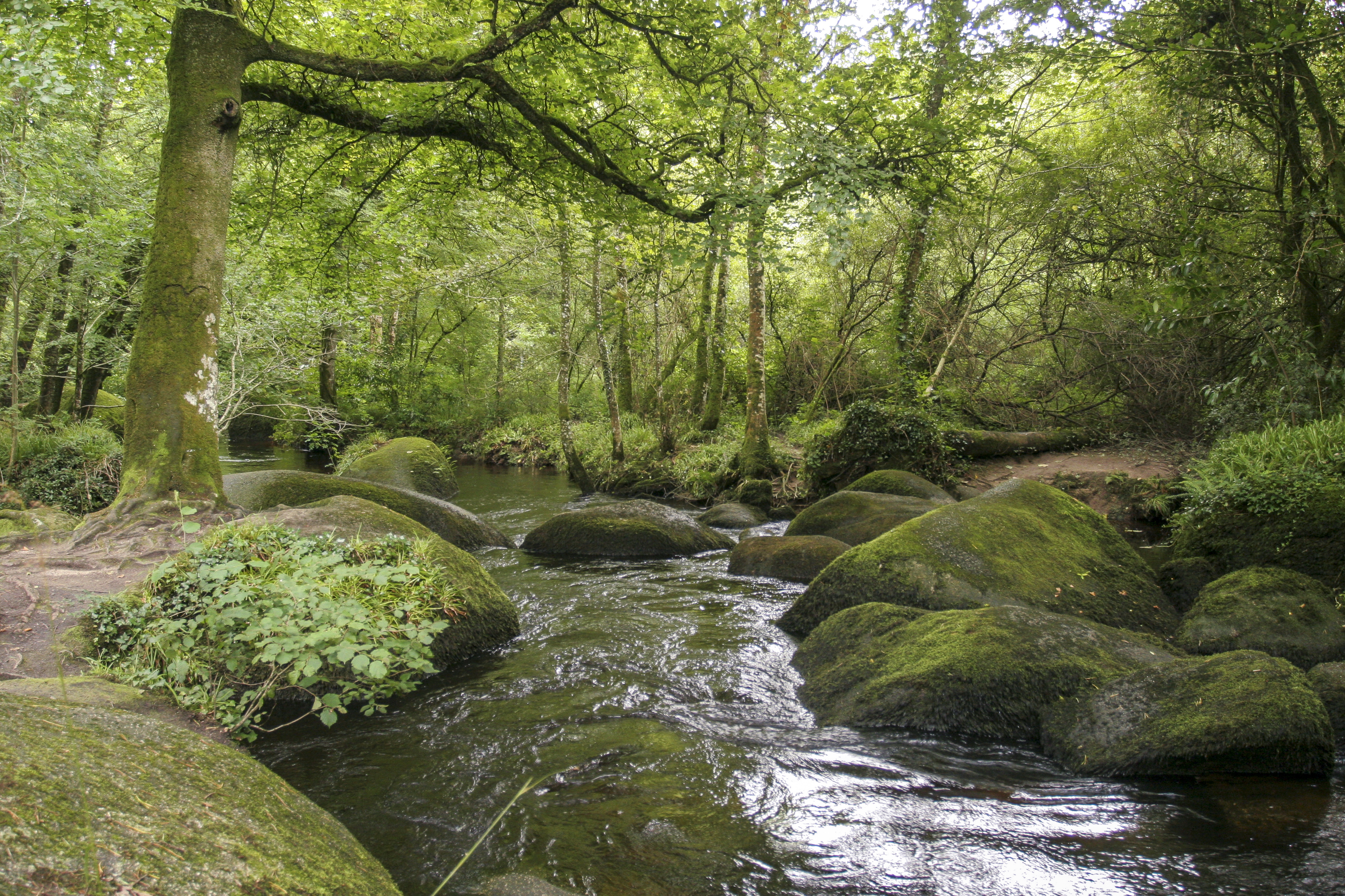 Forêt